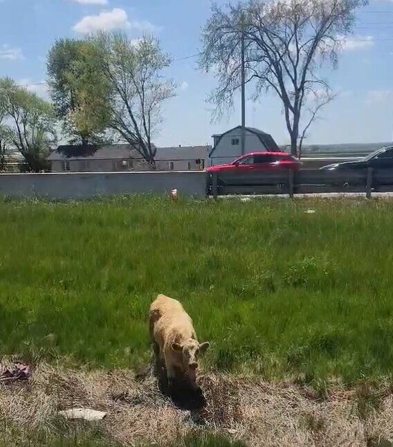 പശുക്കൾ സഹകരിക്കുന്നില്ലെന്ന് പോലീസ്; ഹൈവേ 400-ൽ ഗതാഗത സ്തംഭനം IMG 5289 animal on road incident