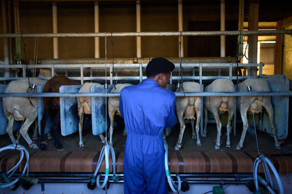 spain training african migrants in shepherding Canada Malayali