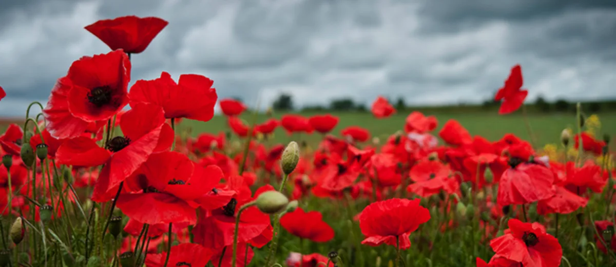 Poppies teaching children about remembrance day canadian nanny blog 1 Col. Reji Koduvath Column