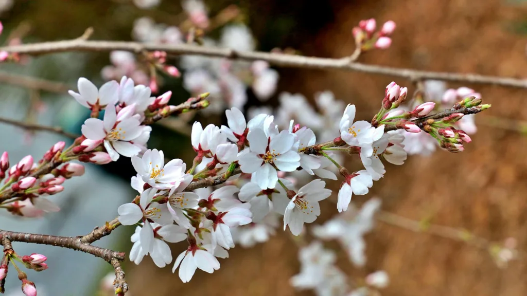 pexels dave clarke 566198396 36539083 Canada