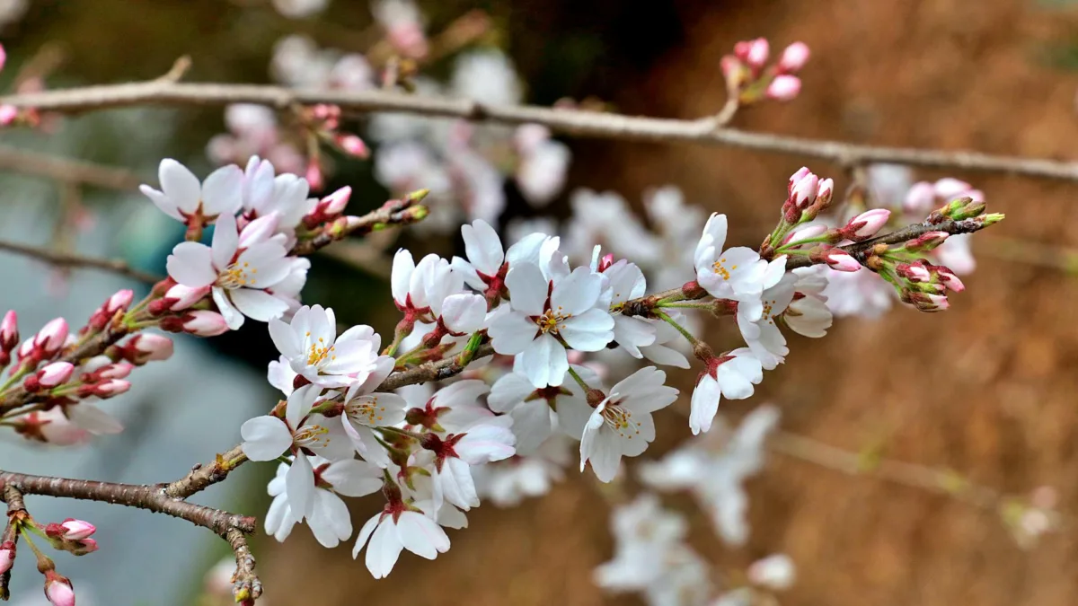 നീണ്ട വിന്ററിന് ശേഷം, ഈ വർഷത്തെ വസന്തകാലത്തിന് ഇന്ന് തുടക്കം pexels dave clarke 566198396 36539083 Canada