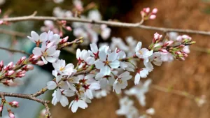 pexels dave clarke 566198396 36539083 Canada